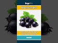 blackcurrant - a small, dark purple berry... video thumbnail