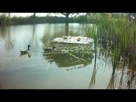 Early morning mist, moorhens, greylags and mallards.