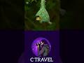 Viral Music Natural Vedio Trending Animal Shorts