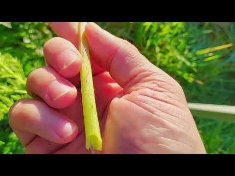 Poison Hemlock (Conium Maculatum) - Foraging UK -