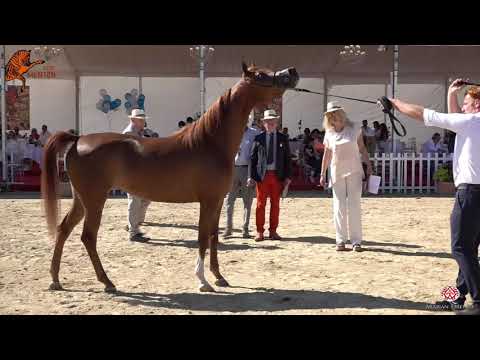 N 45 VIRGINIA MONISCIONE   2020 Menton Mediterranean and Arab Countries Arabian Horse Championship