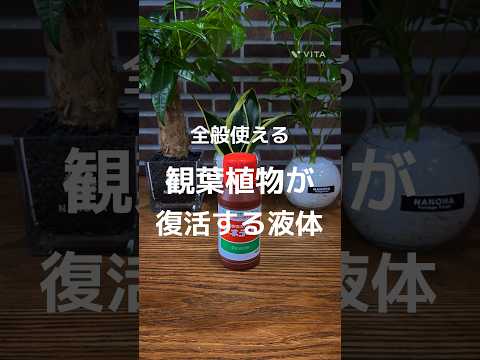 霜が降りた植物を（鉢植えまたは地中に）保存し、再び植え直すにはどうすればよいでしょうか？  庭園
