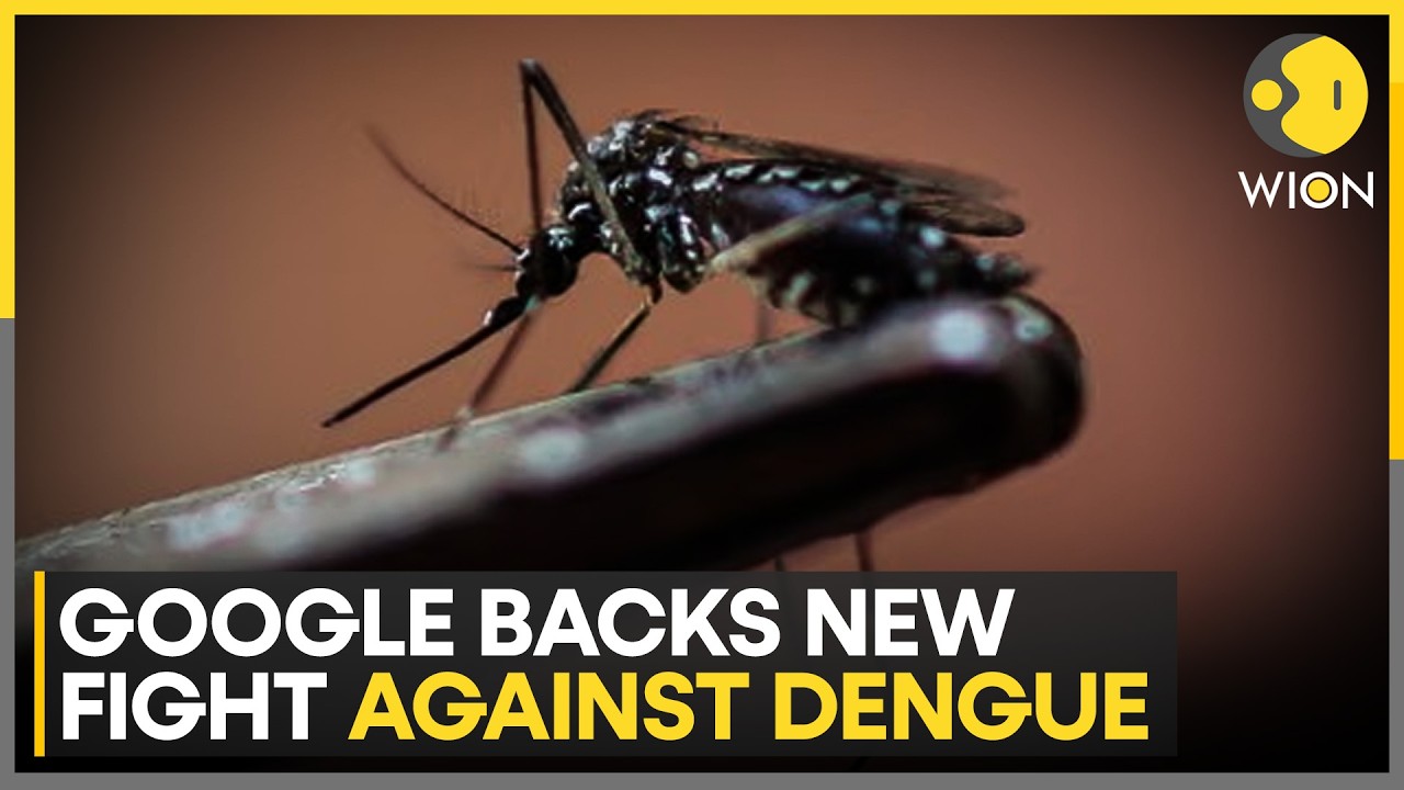 Google Backs New Dengue Fight as EPS Reviews Controversial Mosquito Release Plan | WION