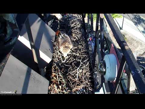 Close Up On Big Red's New Companion – Oct. 19, 2017