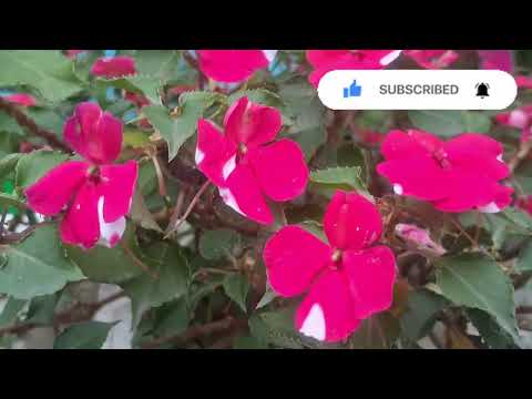 My garden flowers 💐🌸🌼#garden  pranita'sgarden