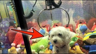 DOG LOCKED INSIDE CLAW MACHINE! | JOYSTICK