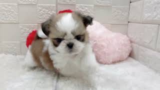 シーズーの動画01