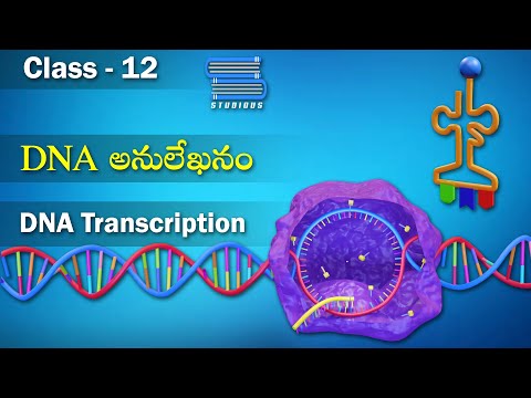 DNA అనులేఖనం – DNA Transcription | Molecular Basis of Inheritance | Biology