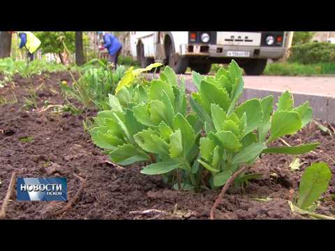 17.05.2019 / В Великих Луках высадят 14 тысяч цветов