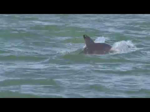 Isla Holbox mit Santitours