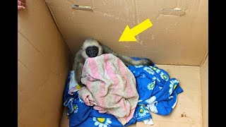 When Officials Found A Helpless Creature In This Box, They Knew That Something Terrible Had Happened