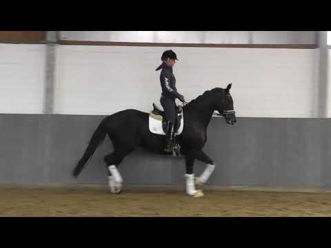 Weidenhof-Verkaufspferd:" BONNE SUZIE" *2016 Hannoveraner v. Bon Coeur -Sir Donnerhall