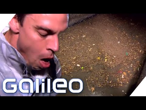 Sewage & Sewers! The Dirtiest Jobs in the World | Galileo | ProSieben