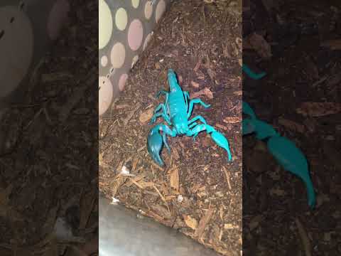 Scorpions are so interesting