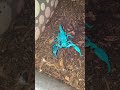 Scorpions Are So Interesting