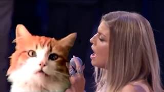 Star Spangled Anthem by Fergie / Meow Mix cat food jingle Remix!
