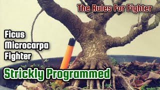Download lagu Bonsai Ficus Microcarpa Fighter @therisingofroninbonsai mp3