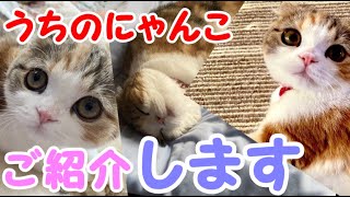 いきなりですがうちのにゃんこ見てください。