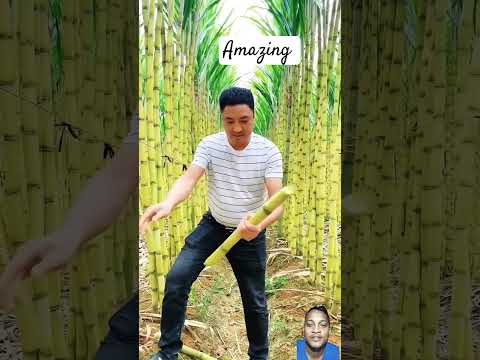 #satisfying#sugarcane#kungfu #bamboo#martialarts#amazing#fruit#eaglefly#shorts @musalaskar4797
