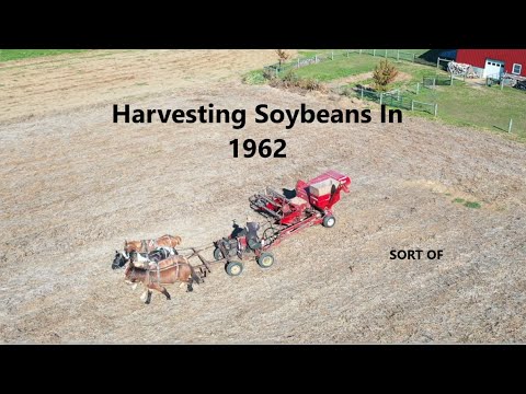 Soybean Harvesting in 1962 With A McCormick Model 80 Combine..Sort of...Amish Harvest