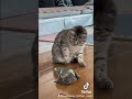 Frog Screaming At The Cat Shorts Shortsfeed Catlover Frog Funnyanimals Animals
