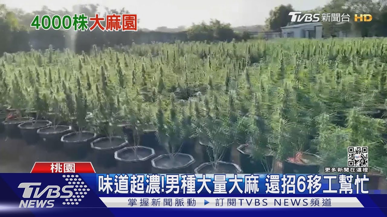 史上最大宗!自學偷種大麻「市值逾12億」
