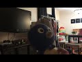 Pablo Watches The MGM Dvd Logo And The 1984 MGM Logo