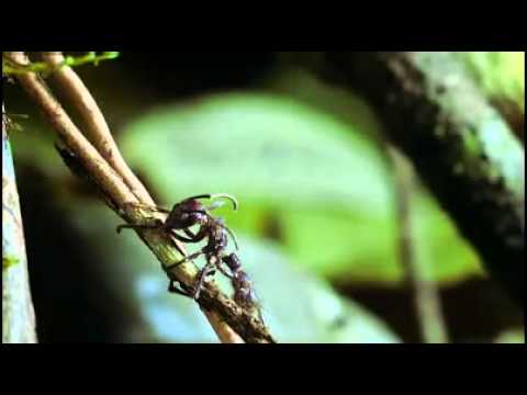 Miniatura del video