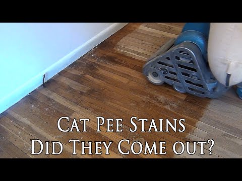Cat Urine Stains