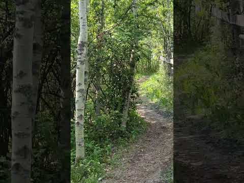 Let's go for a walk!