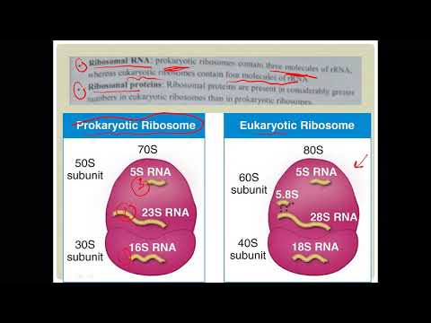 MTI Molecular Biology 12Translation Components 2 , Translatio steps