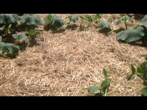 "Fields of Gold" Fan-Video