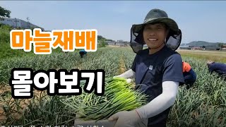 마늘 재배 핵심! 몰아보기 파종에서 수확까지