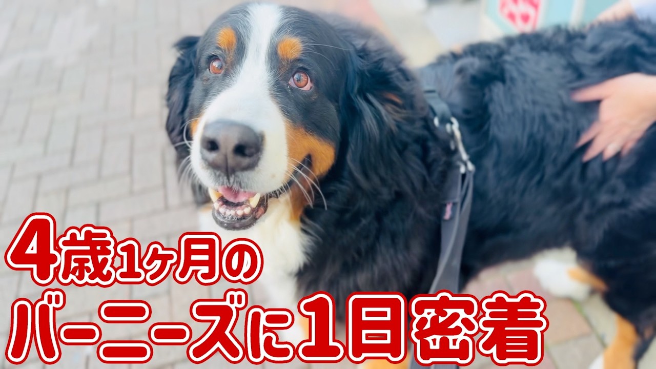 【1日密着】お散歩が楽しい‼️4歳1ヶ月のバーニーズマウンテンドッグ🐾