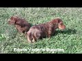 Miniature Dachshund dogs for sale: Murry - Video 1