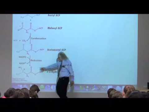 Fatty Acid Synthesis