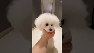 Download lagu cute pets and actions #puppy #cutedog mp3