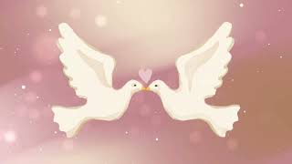 Wedding Doves - Doves Screensaver - Wedding Screensaver - Doves in Love - HD - 1HR