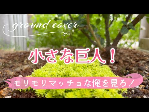 穏やかなマンネングサ 植物
