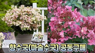 향기나는 향수국(마술수국) 공동구매!! 독일카씨&귀농의신&대림묘목농원!!