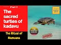 The Sacred Turtles Of Kadavu Shortest Summary Part 2 Plus One Focus Area