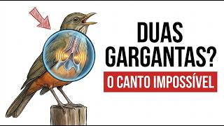 Miniatura do vídeo