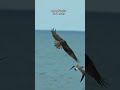 The chase is on #birdlife #wildlife #bird #nature #wildbirds #osprey #birdsofprey #birds #gulls
