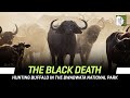 The Black Death Hunting Buffalo In The Bwabwata National Park Namibia