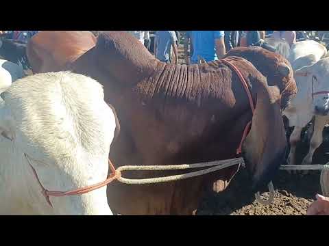 FEIRA DO GADO DE CAPOEIRAS-PE 12/06/2026