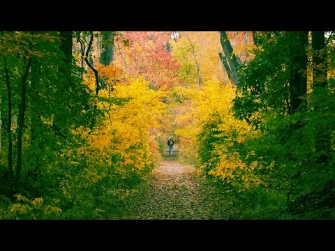 youtube embeded image