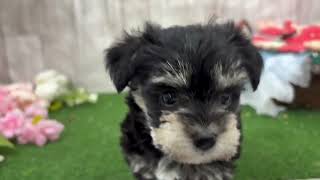 ハーフ犬の動画01