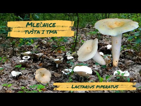 Mnoštvo mlečnica u hrastovoj šumi - Lactarius piperatus
