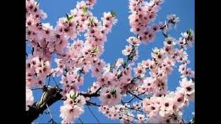 Il mandorlo (Nino Buonocore) - Pino Barillà