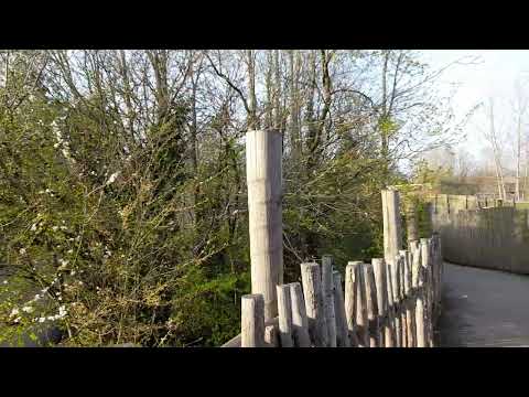 abandoned Land Rover Defender